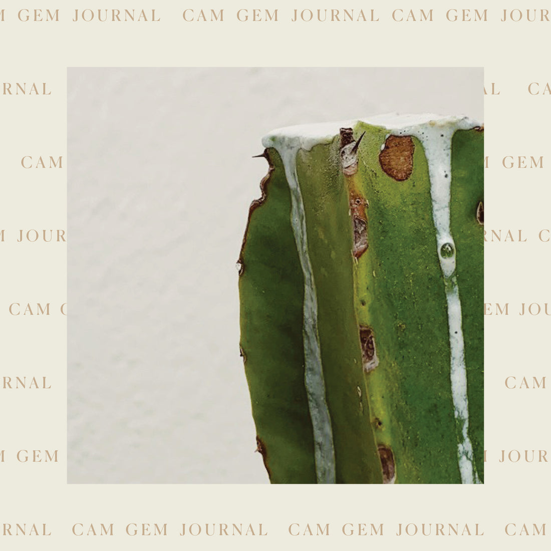 Cacti Propagation